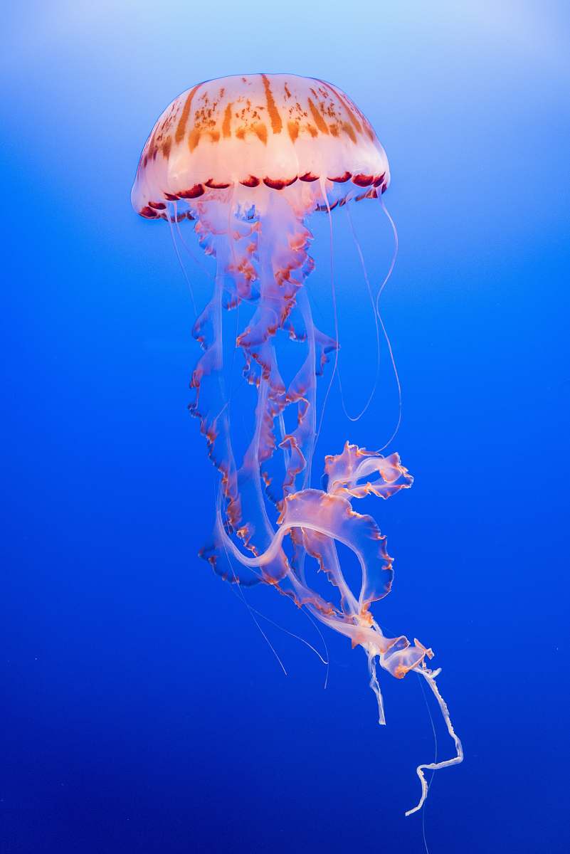 Sea Life Pink And Orange Jellyfish Jellyfish Image Free Photo