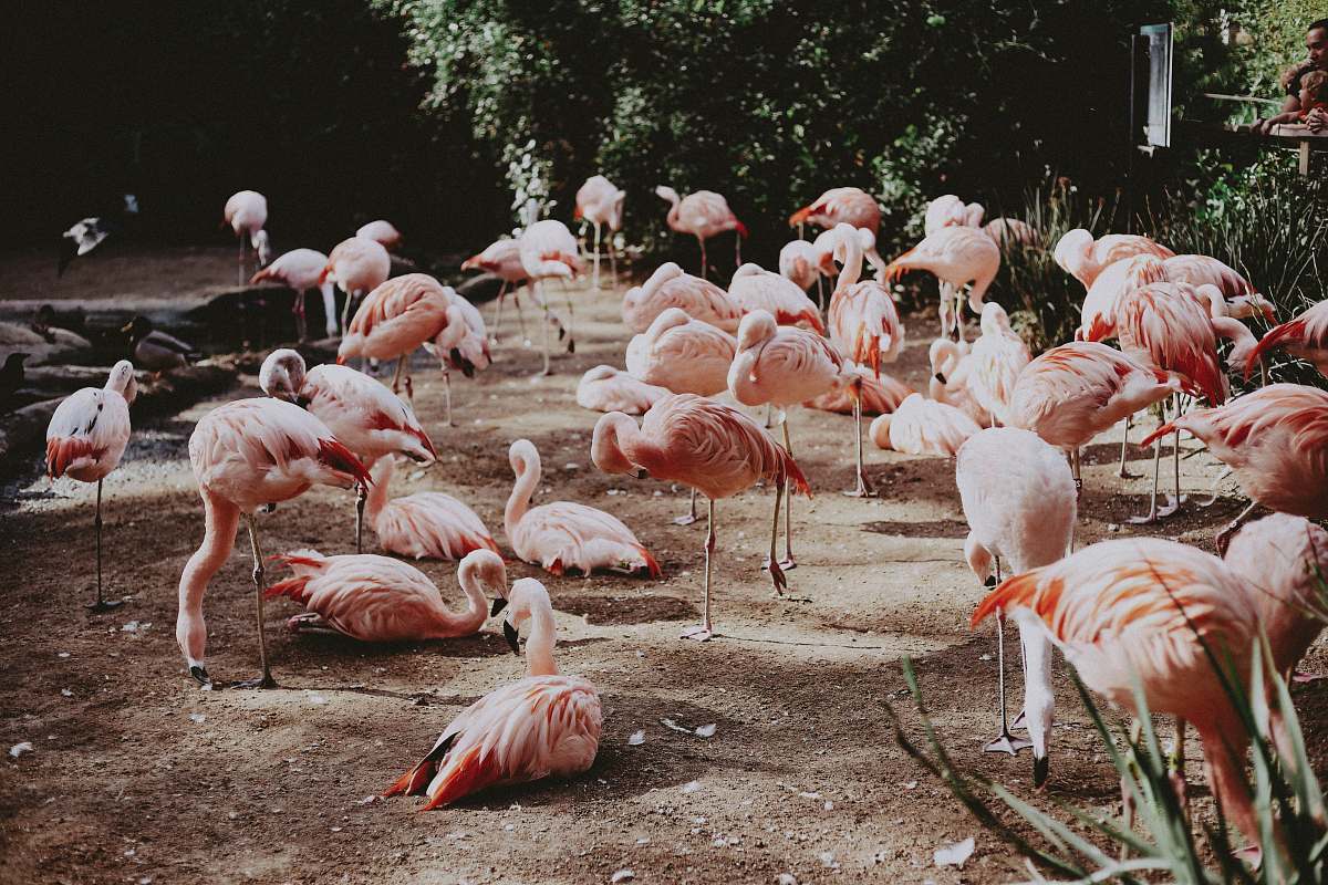bird pink birds on park flock