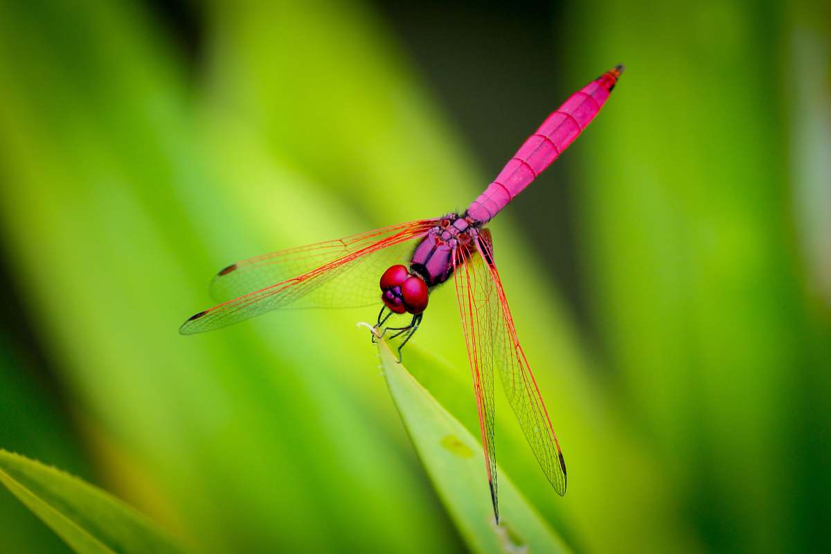 dragonfly pink dragonfly perching on green leaf insect