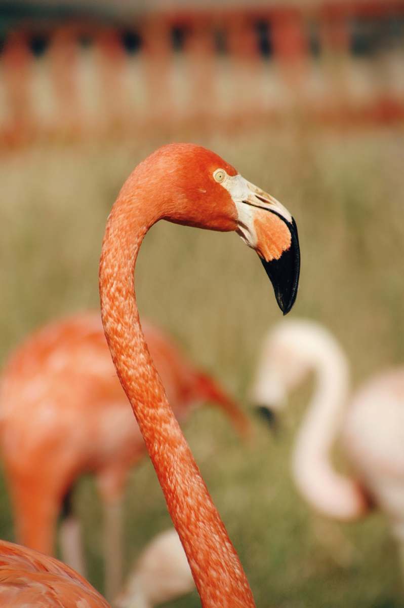 bird pink flamingo flamingo