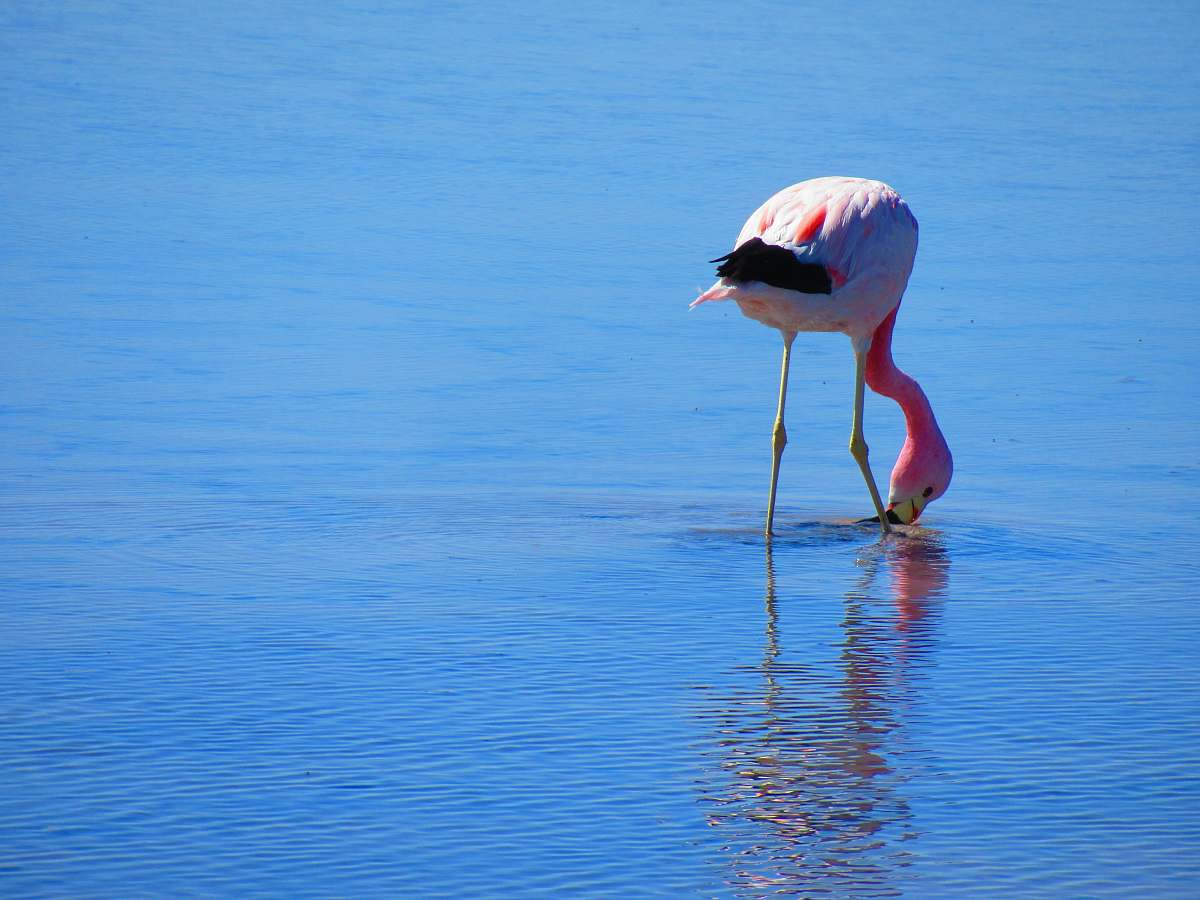 bird pink flamingo on body of water flamingo