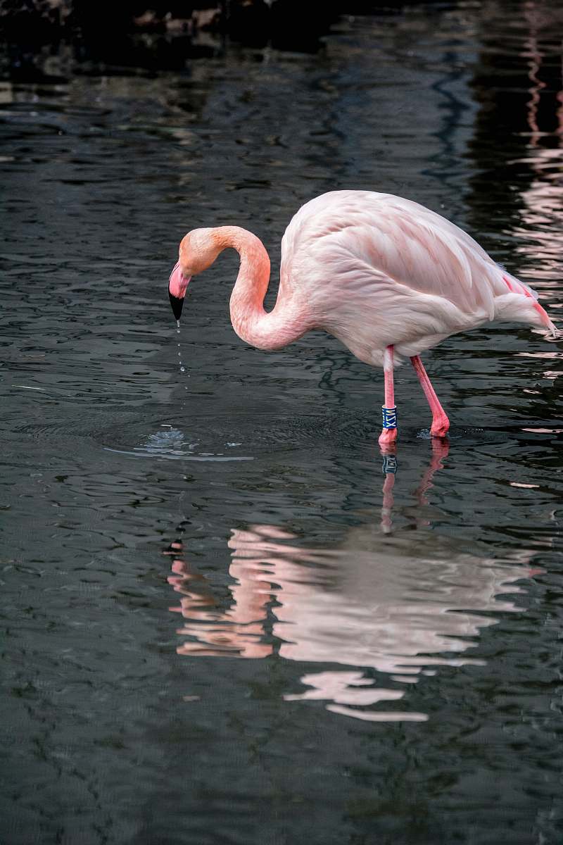 bird pink flamingo on body of water during daytime water