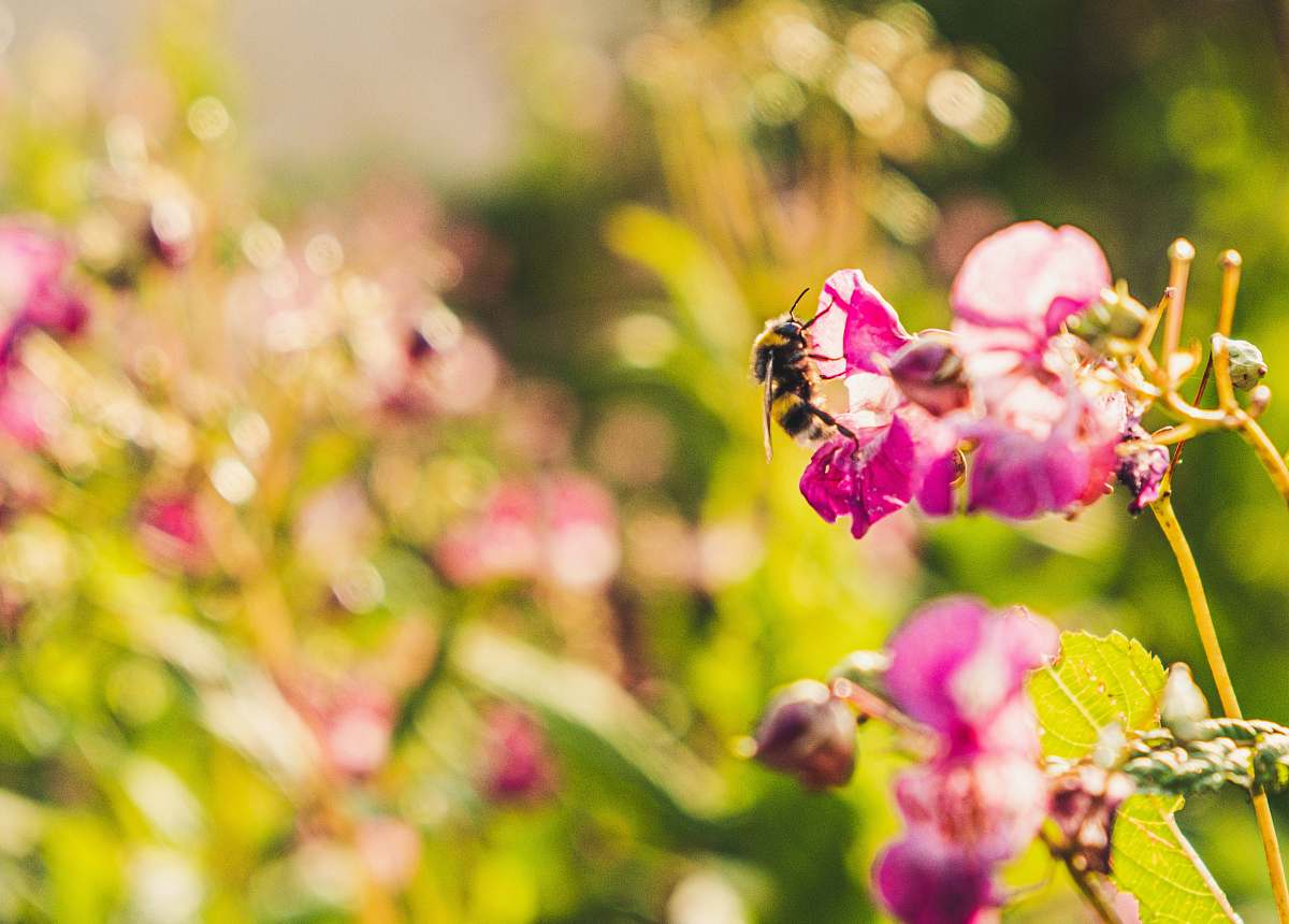 apidae pink-petaled flower bee