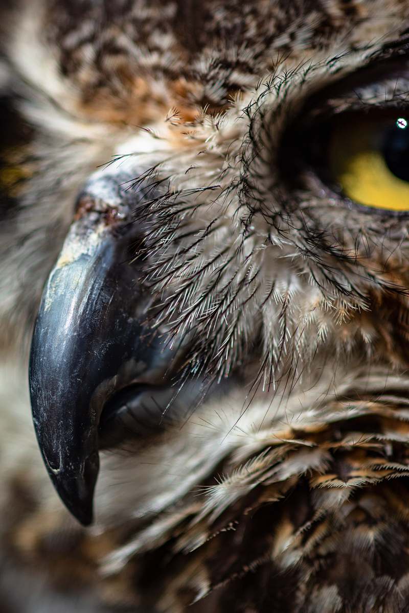 bird portrait of brown owl beak