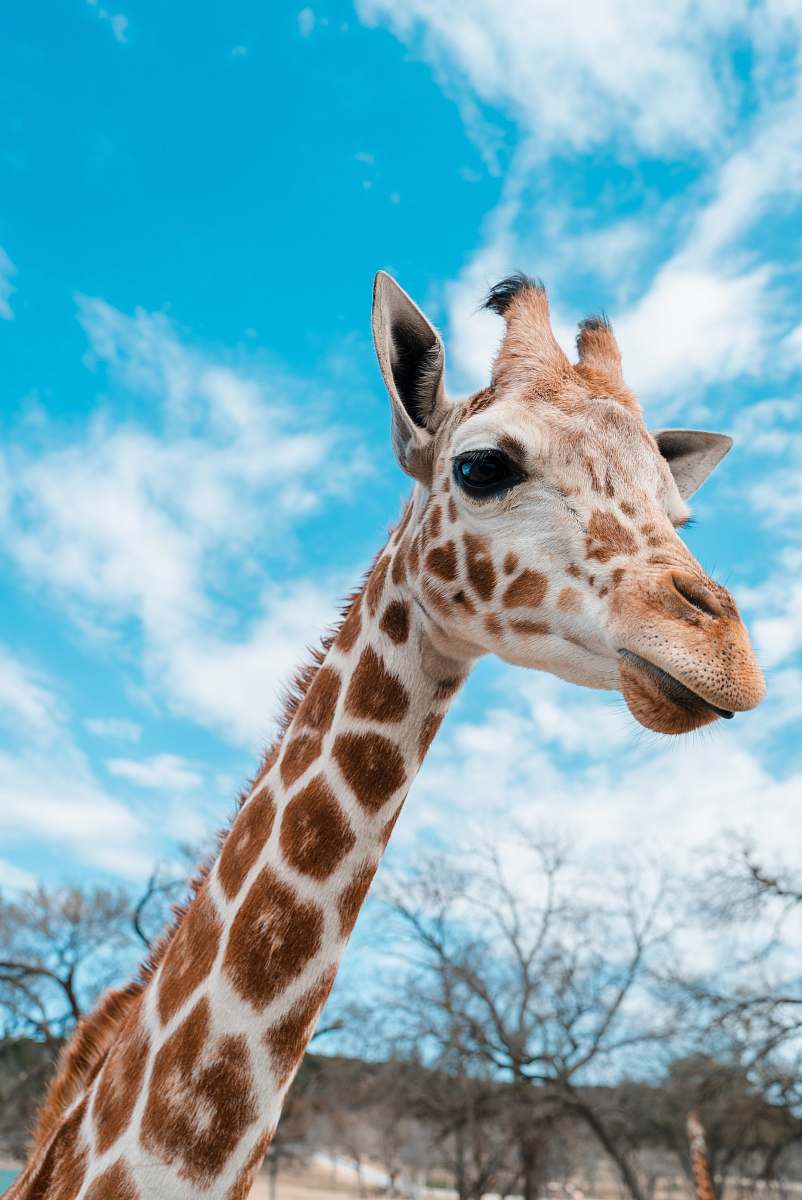 mammal portrait of giraffe wildlife