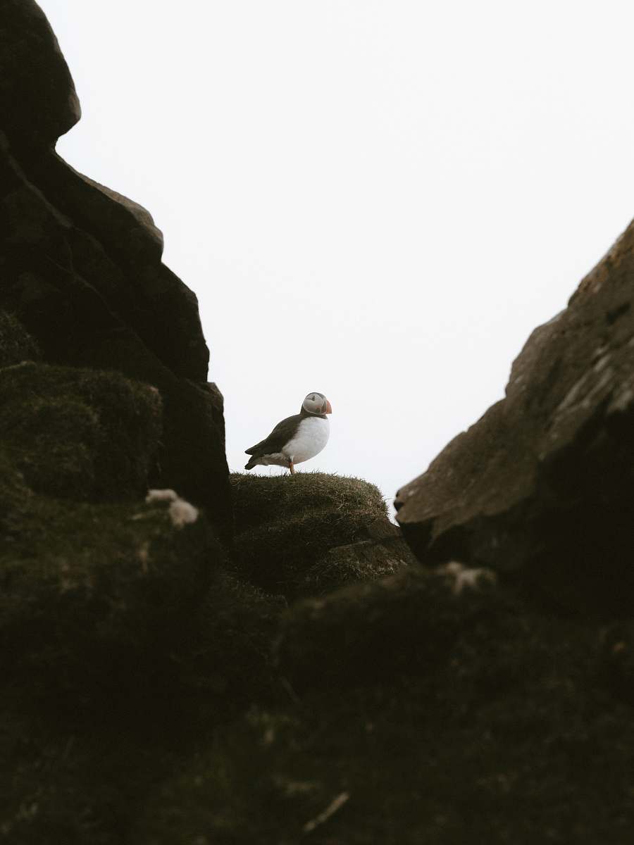 bird puffin bird on gray rock seagull