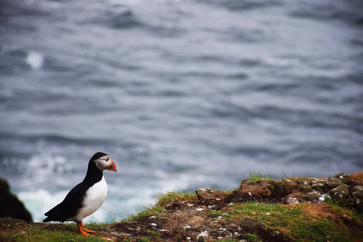 bird puffin bird standing on mountain cliff grey