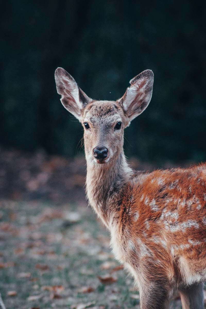 wildlife red and gray deer deer