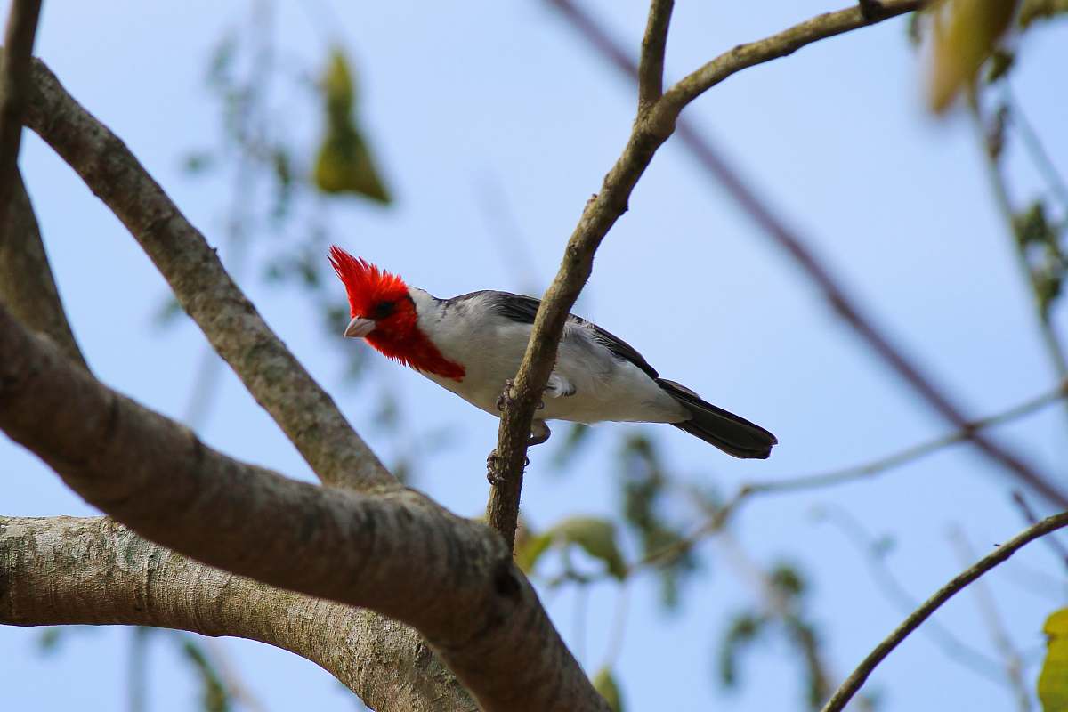 bird red and white bird on tree branch cardinal