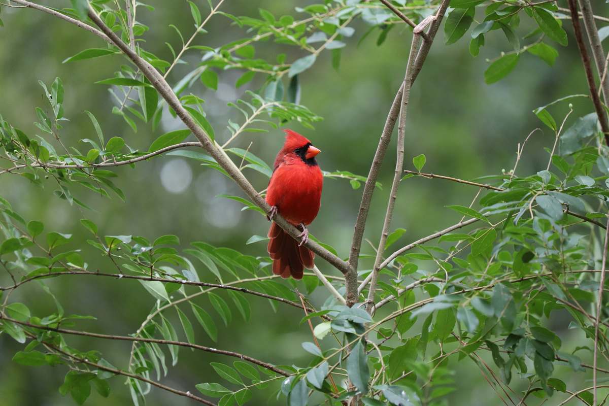 bird red cardinal on tree cardinal