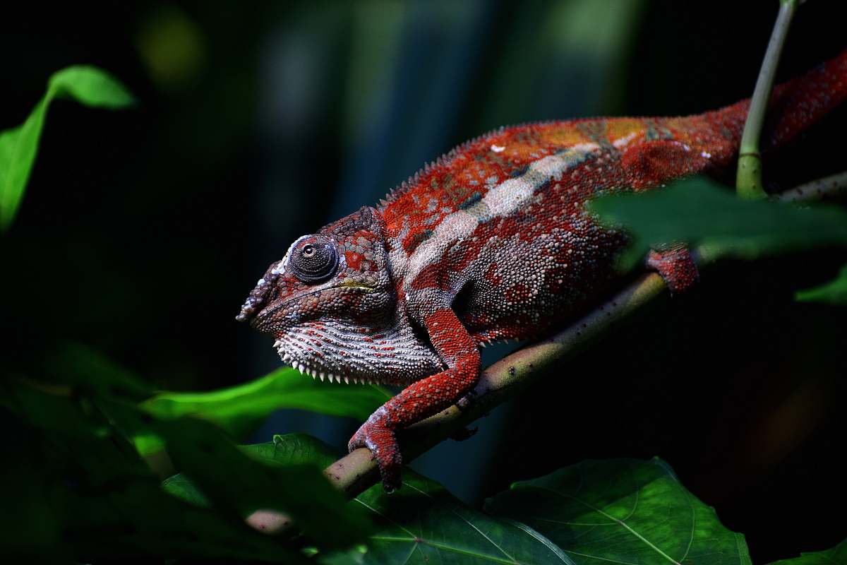 reptile red chameleon crawling on stem lizard