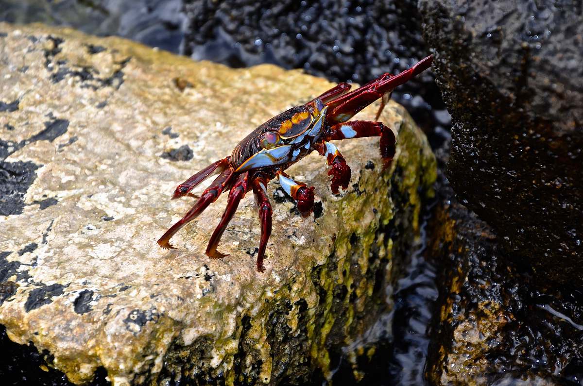 insect red crab on top of rock at daytime invertebrate