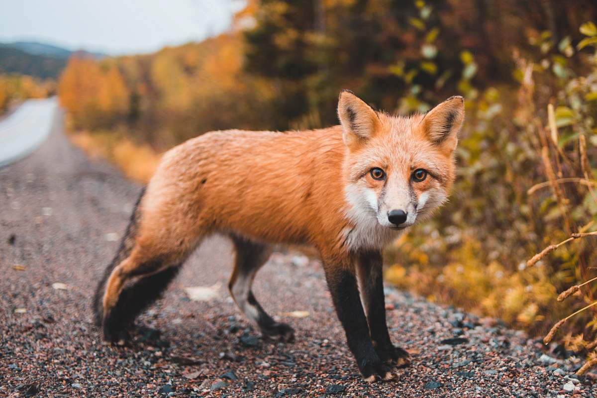 fox red fox canine