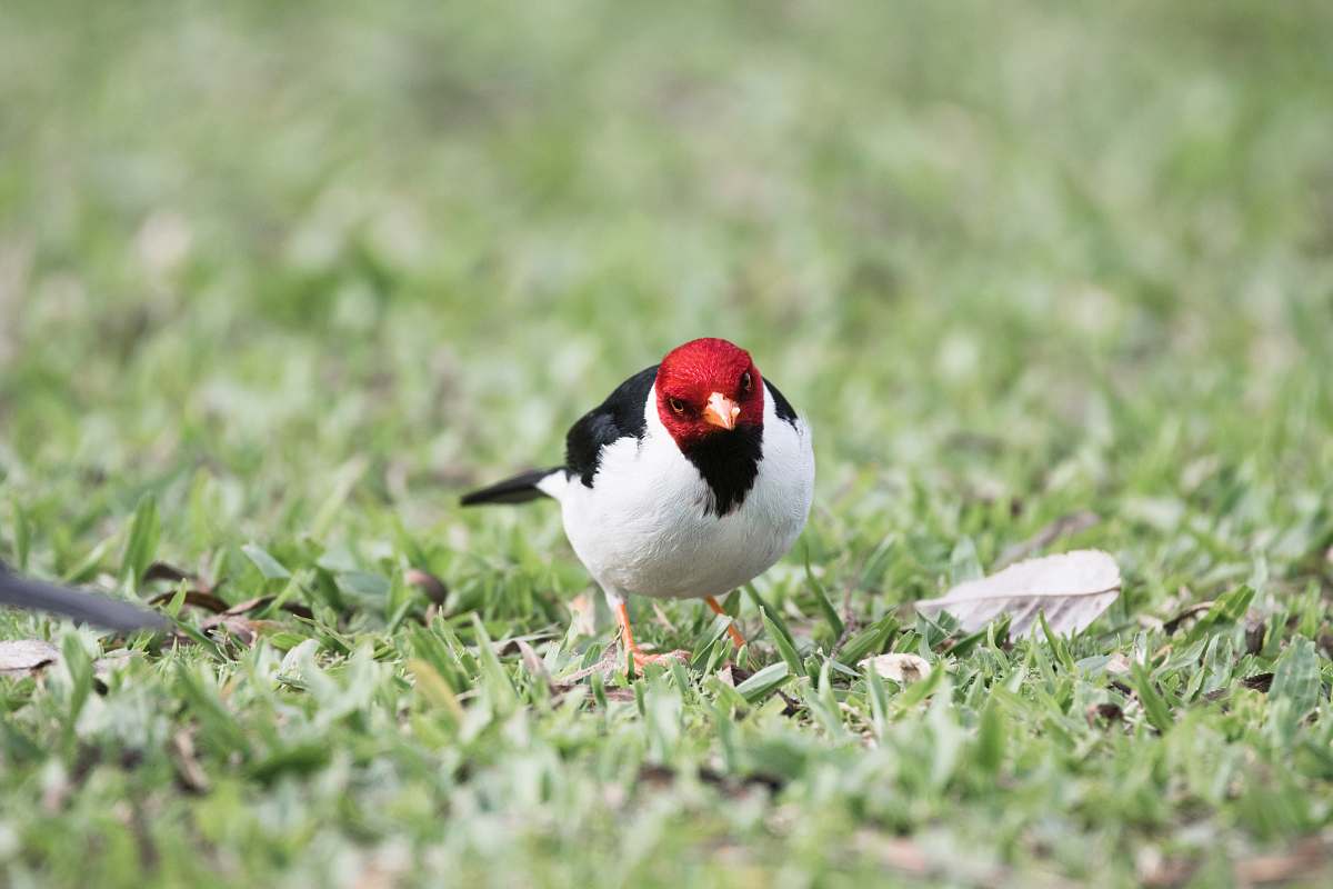 bird red head bird beak