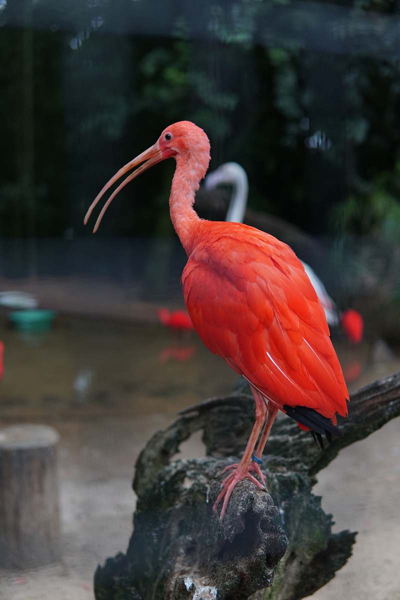 bird red long-beaked bird flamingo