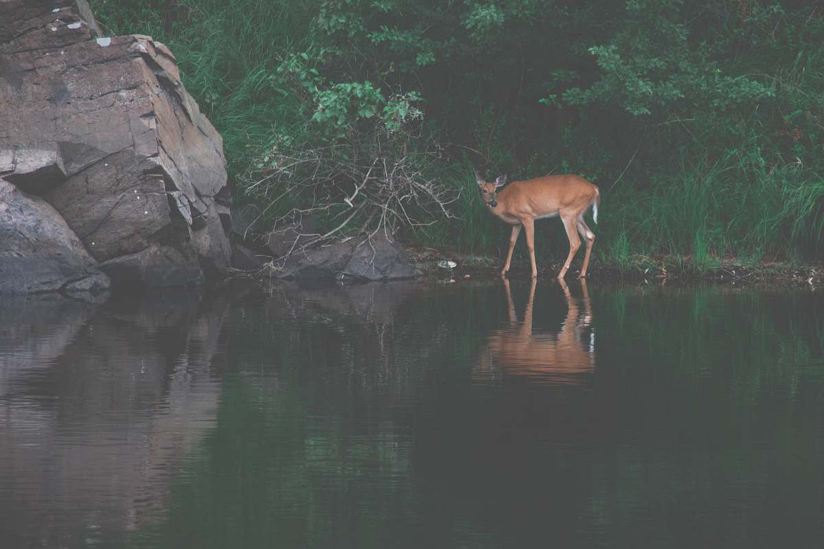 antelope reflection of brown deer on body of water wildlife