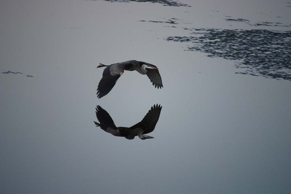 flying reflection of flying bird on water plum island