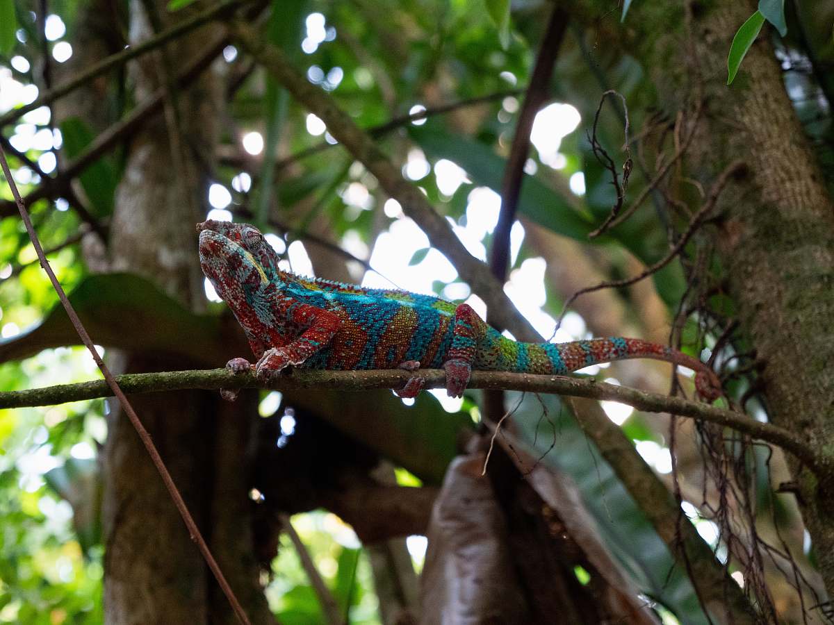 lizard reptile on tree branch reptile