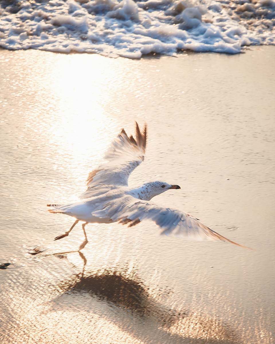 bird ring-billed gull about to fly on shore waterfowl