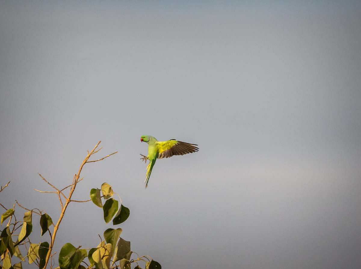 bird rose ringed parakeet india