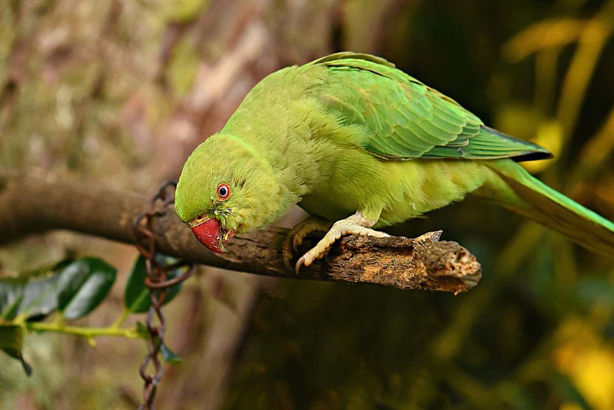 bird rose ringed parakeet on tree branc parakeet