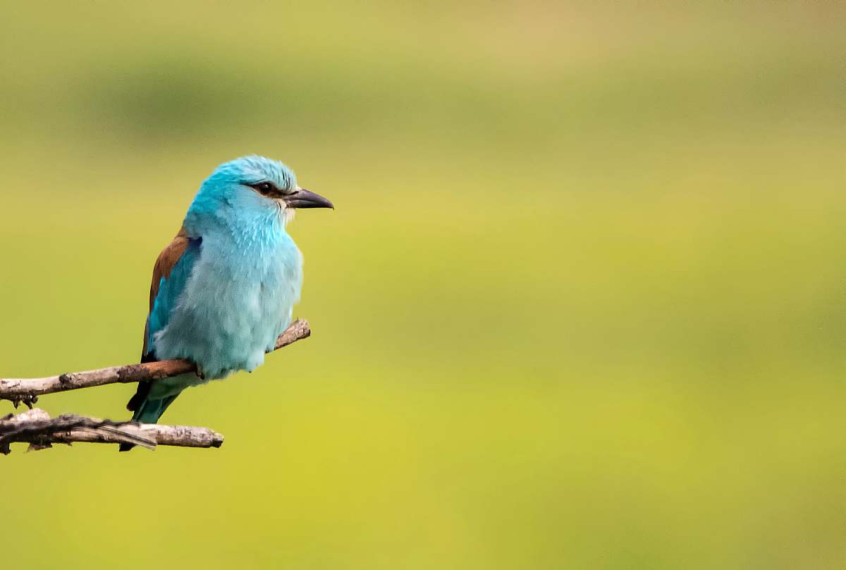 bird rule of thirds photography of blue bird bluebird