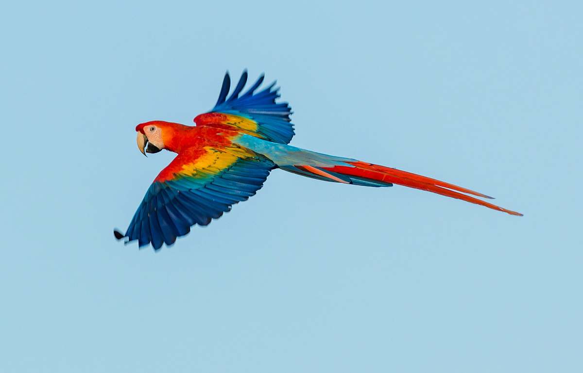 bird scarlet macaw parrot