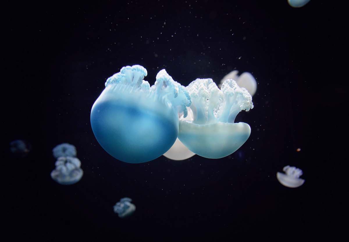 jellyfish school of blue jellyfishes invertebrate