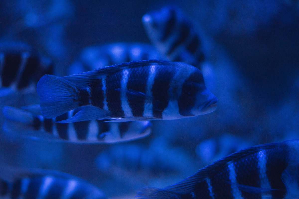 fish school of fish water