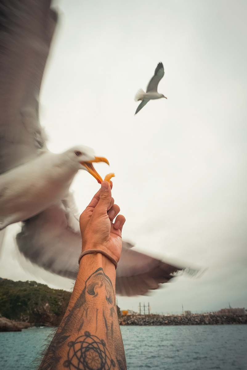 bird seagull about to bite food skin