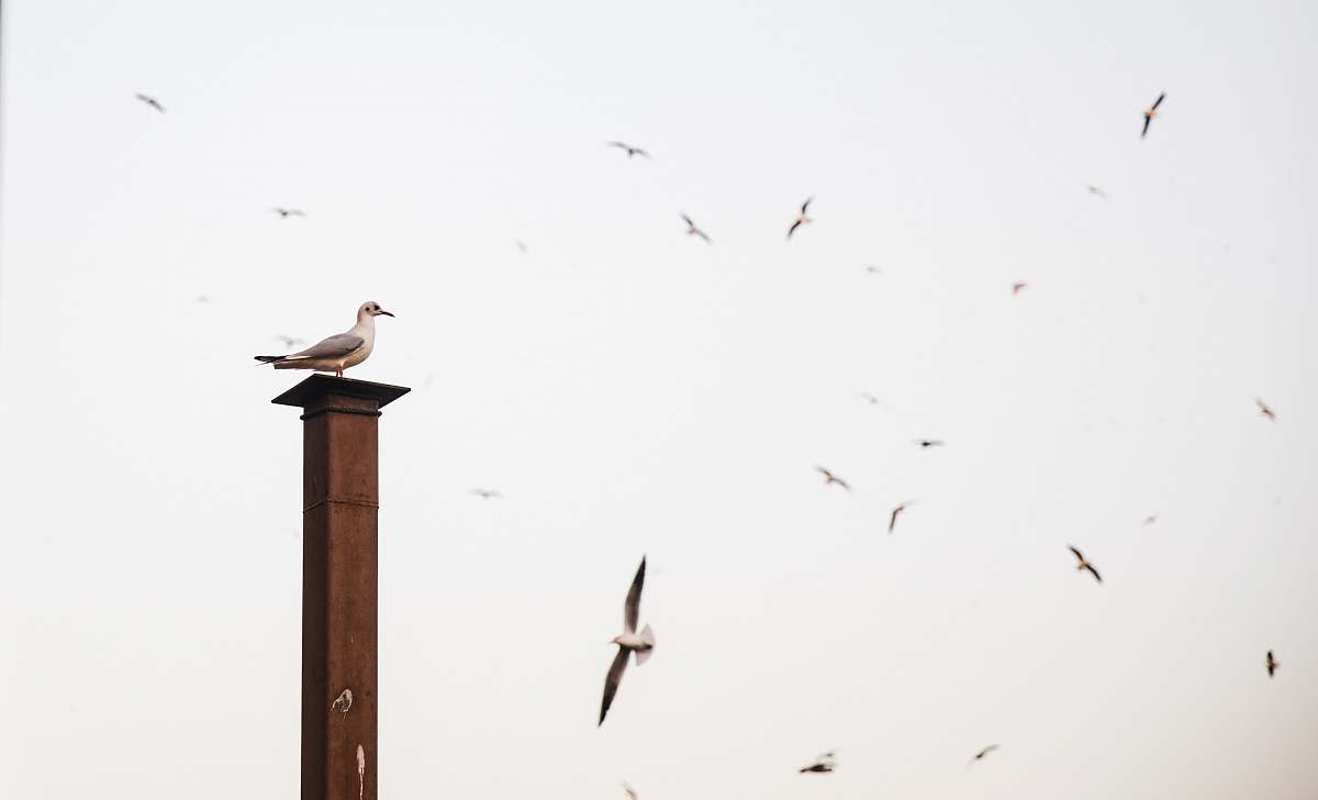 bird seagull bird perched on wooden post near other flock of birds flying
