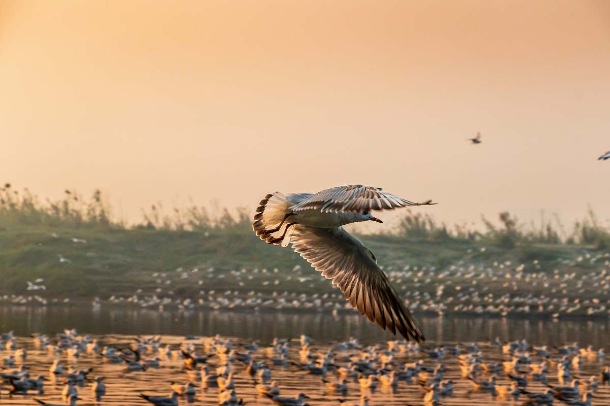 bird seagull flying over sand flying