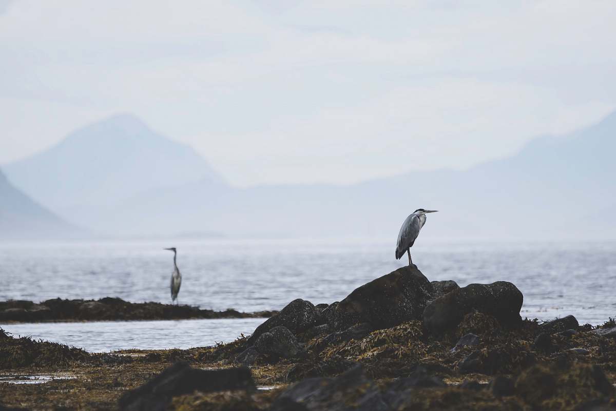 bird seagull on cliffs by body of water waterfowl