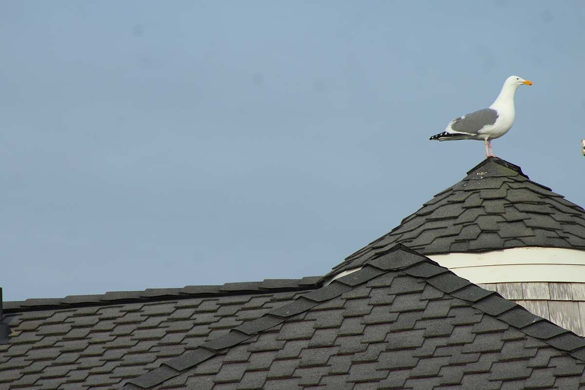 bird seagull on roof roof