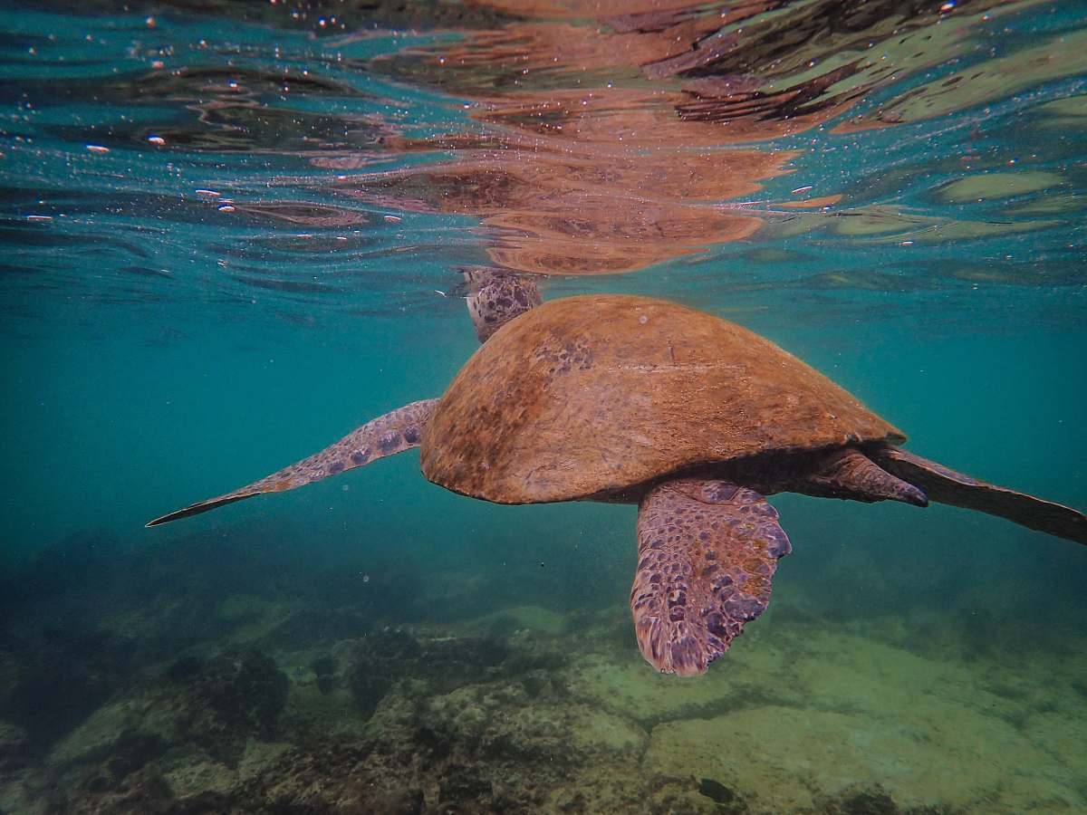 reptile seaturtle under water sea life