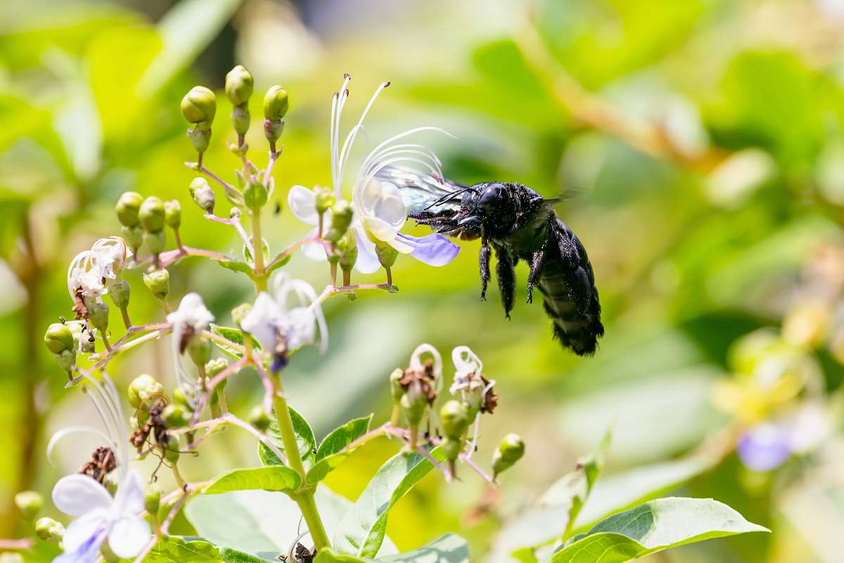 apidae selective focus of black bee hovering on petaled flower bee