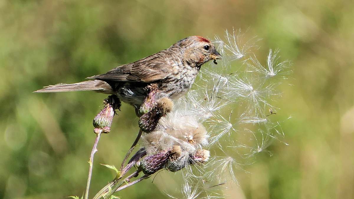 bird selective focus photo of bird anthus