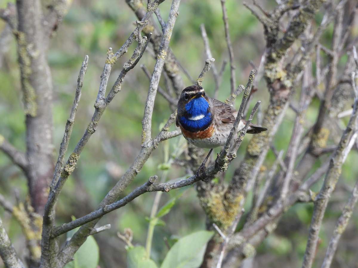 jay selective focus photo of blue and black bird bluebird