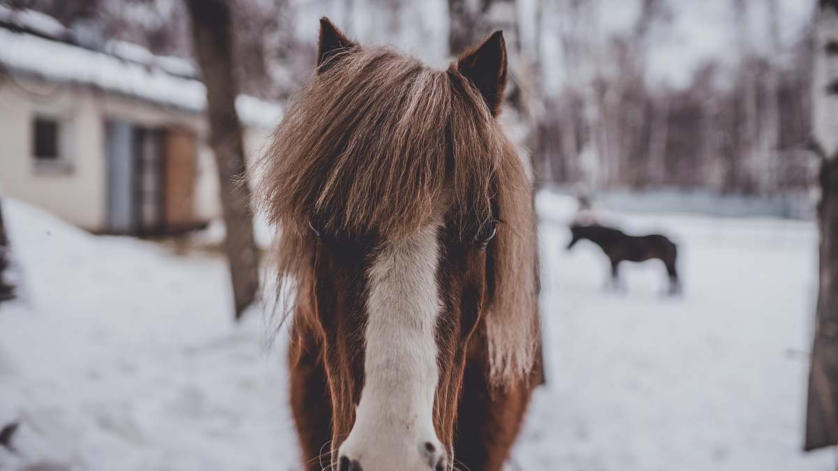 horse selective focus photo of brown horse mammal