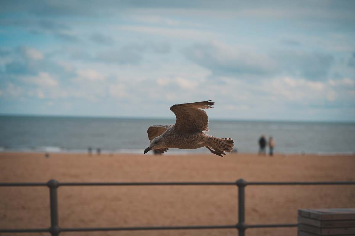 bird selective focus photo of flying bird human