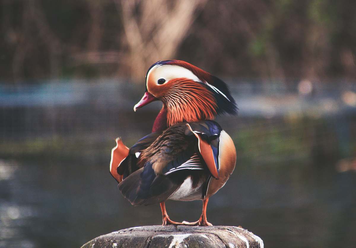 bird selective focus photo of mandarin duck duck