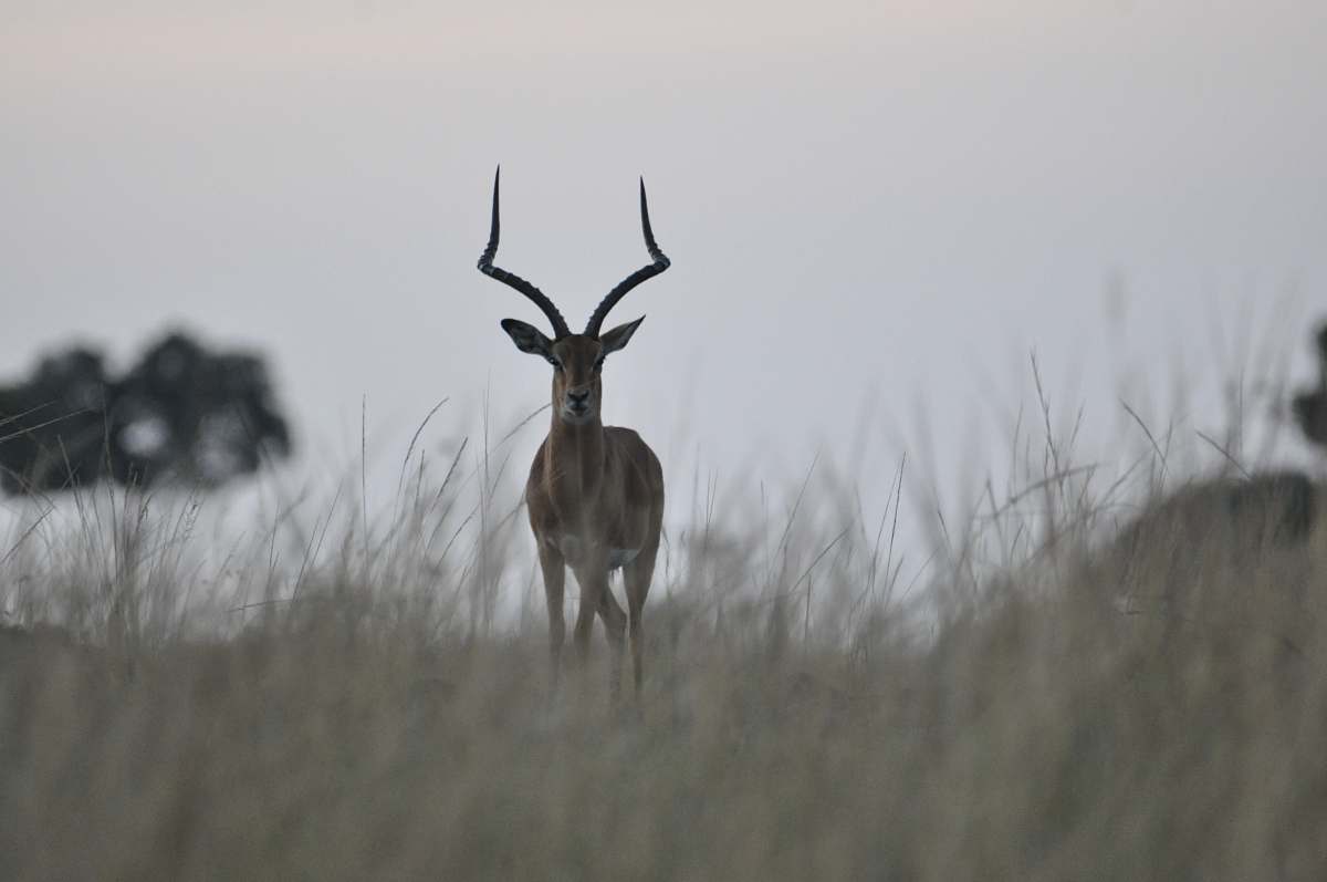 antelope selective focus photo of ram standing on grass mammal