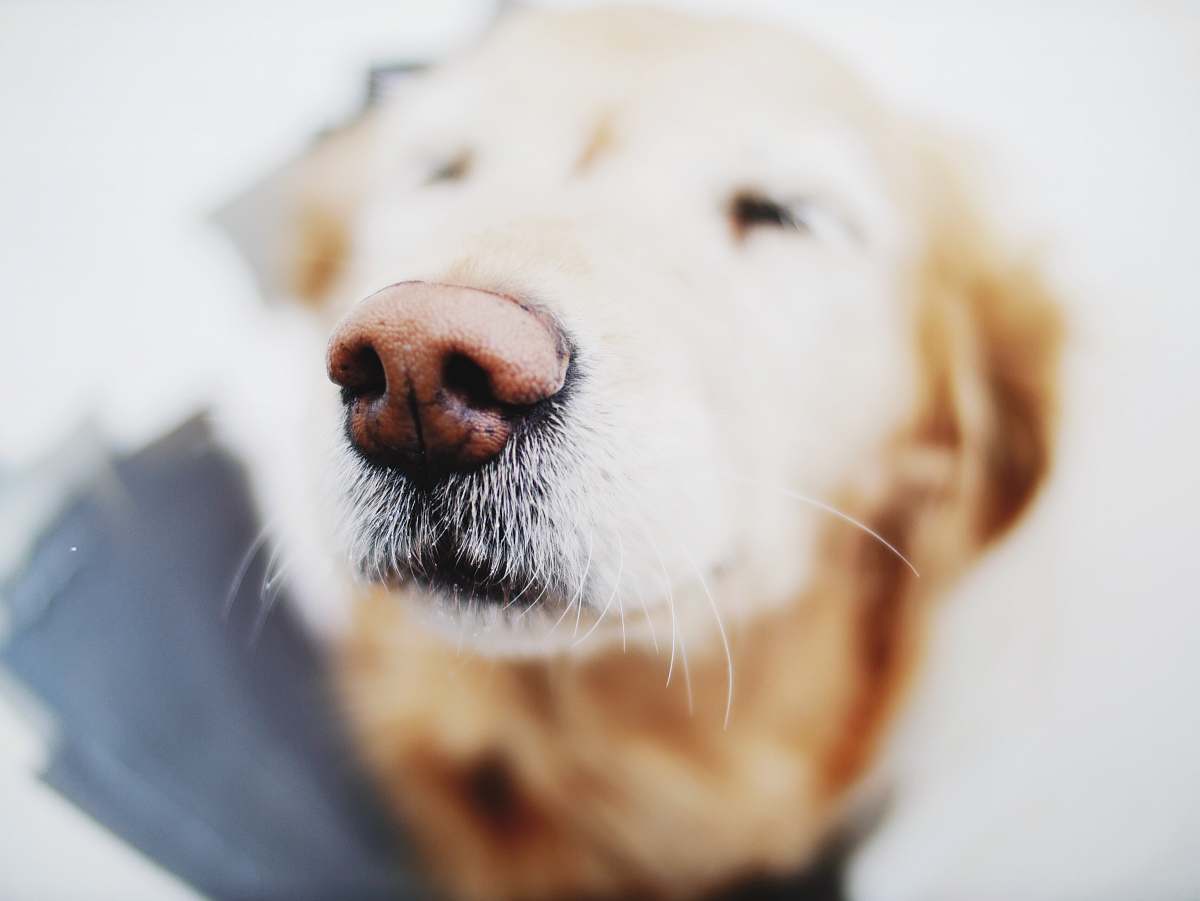 dog selective focus photo of tan and white dog nose canine