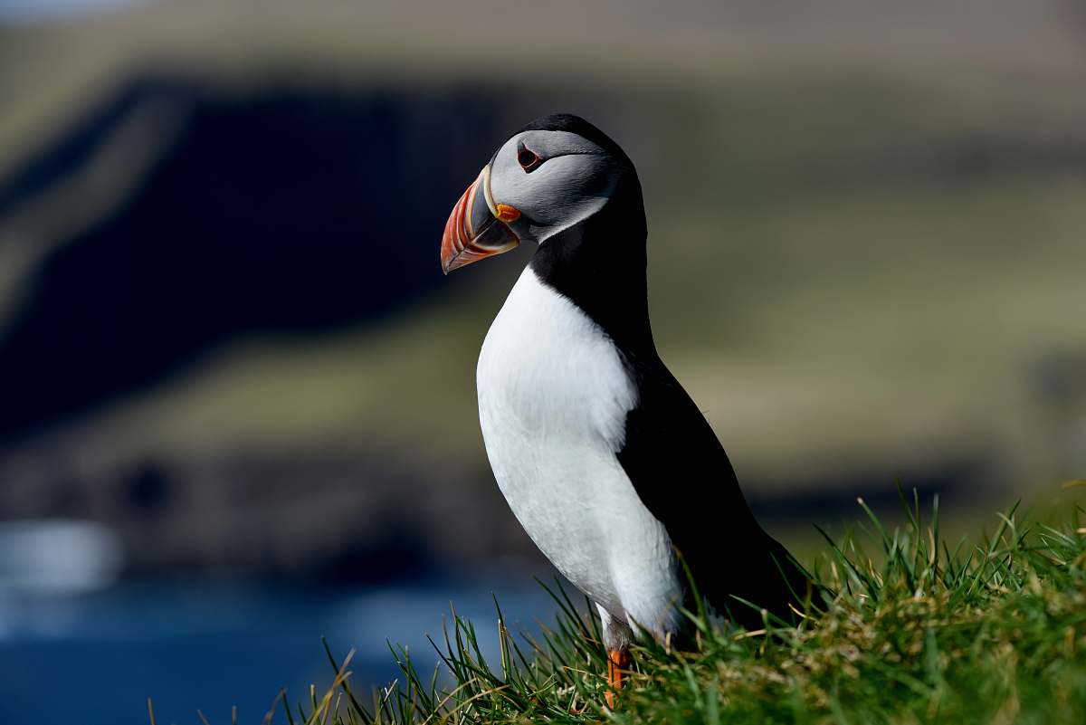bird selective focus photo of white and black bird puffin