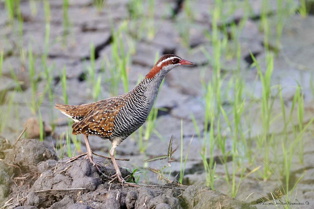 bird selective focus photography brown and black bird partridge