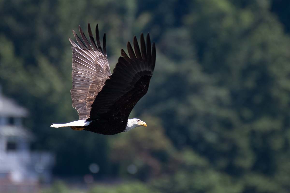 bird selective focus photography of bald eagle during daytime bald eagle