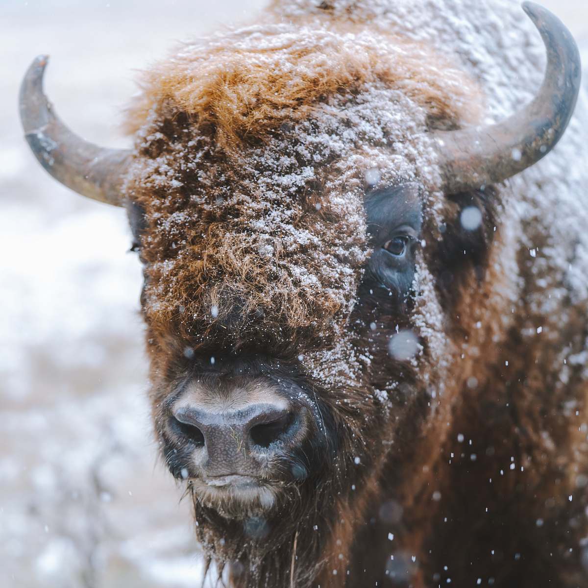 wildlife selective focus photography of bison bison