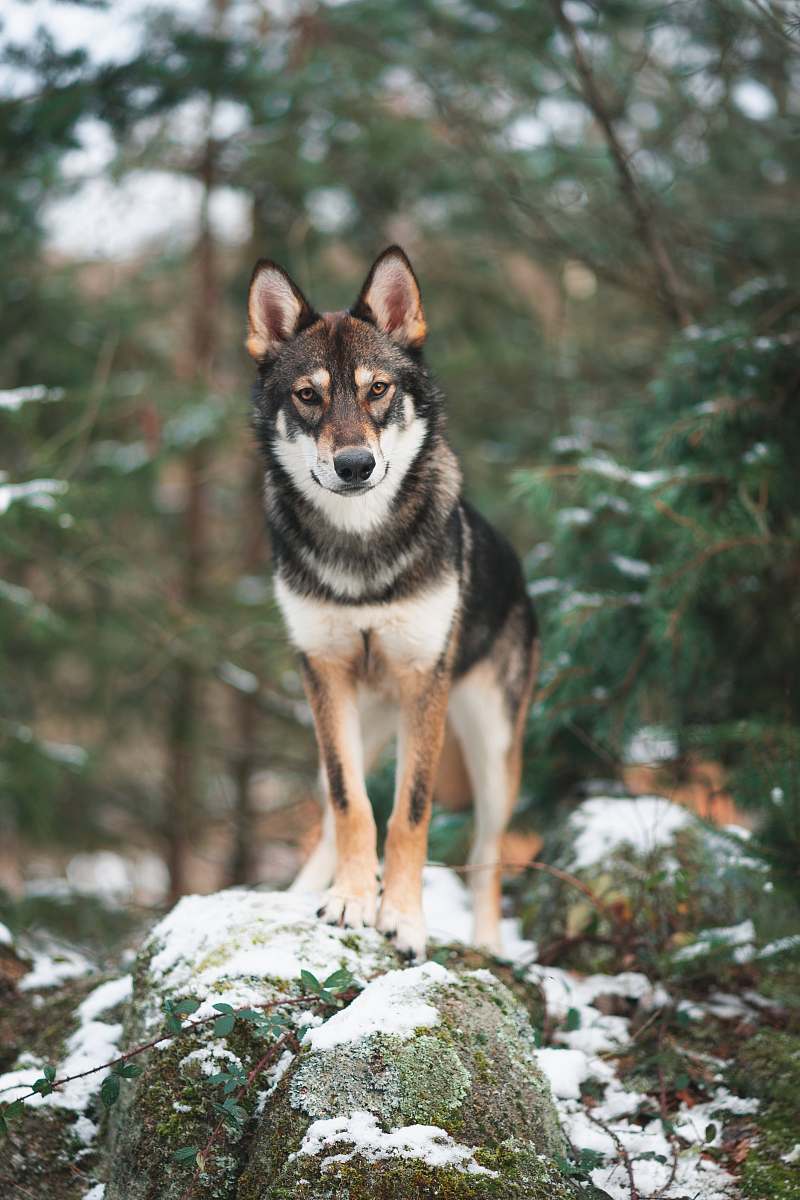 dog selective focus photography of black and brown wolf husky