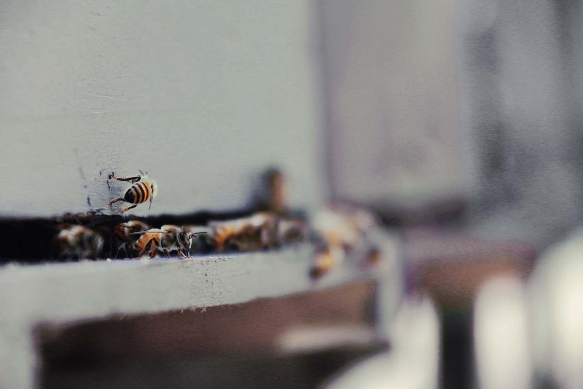 bee selective focus photography of black and yellow bee insect