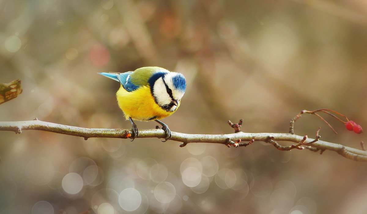 bird selective focus photography of blue, white, and yellow bird perching on twigs finch